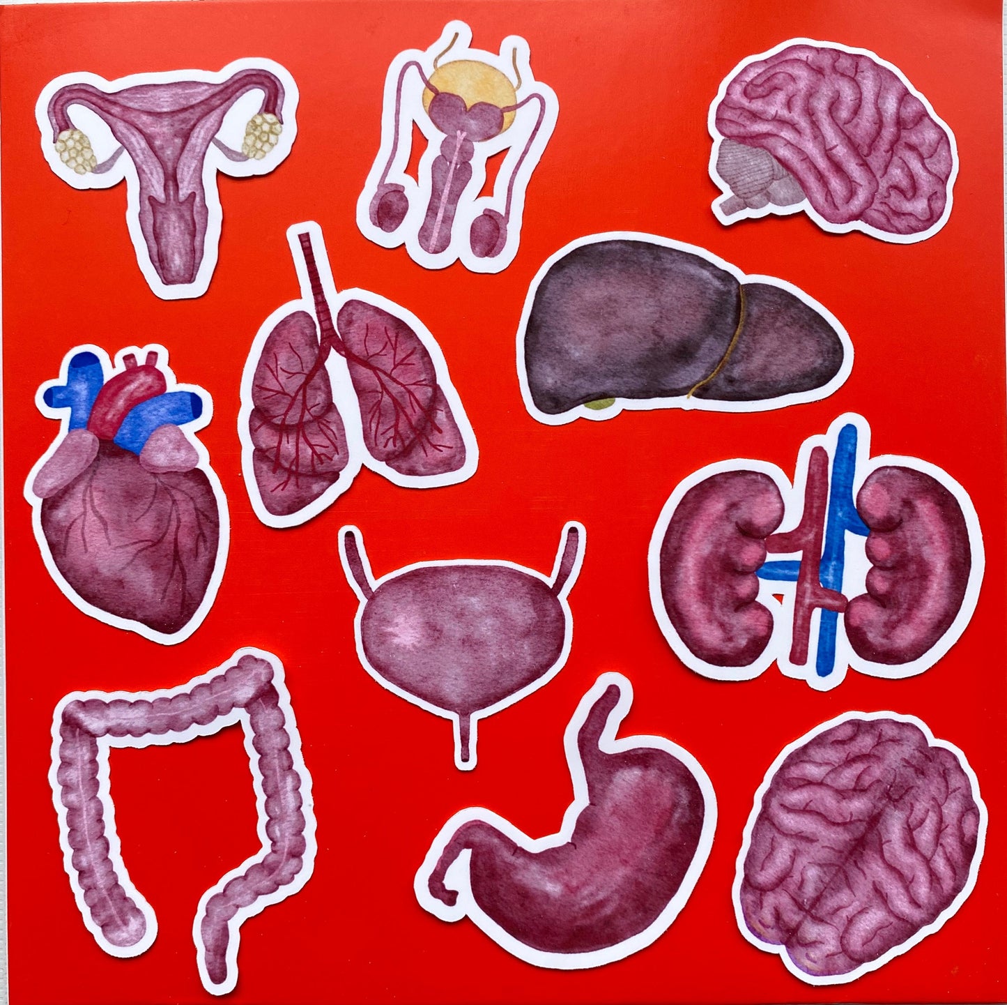 Human Anatomy Sticker Pack